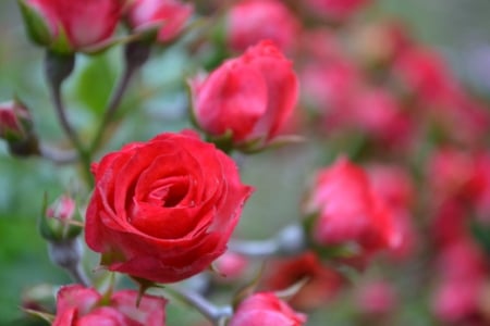 outstanding - flowers, nature, beautiful, fields