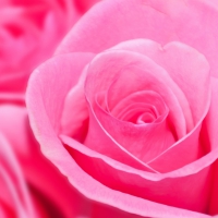 * Pink roses *