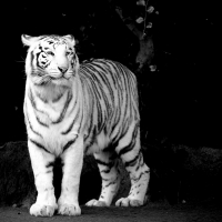 WHITE TIGER