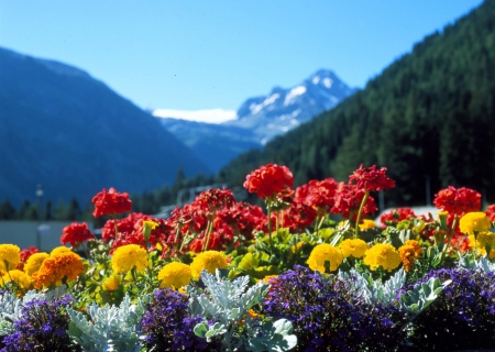 Flowers in the Mountains - lake, forest, landscape, sun