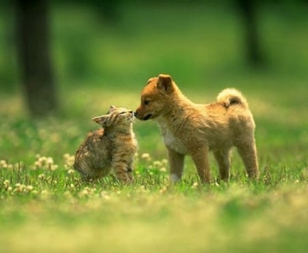 friend ? - cute, puppy, cat, animals