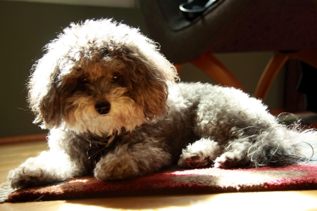 Sweet Stella♥ - forever, sunshine, lovely, love, sweet, precious, poodle, pet, dogs, look, animals