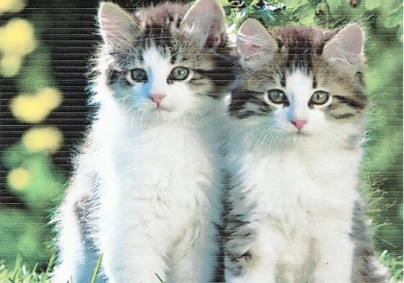 Tabby kittens sitting in a garden