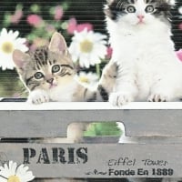 Tabby kittens sitting in a box