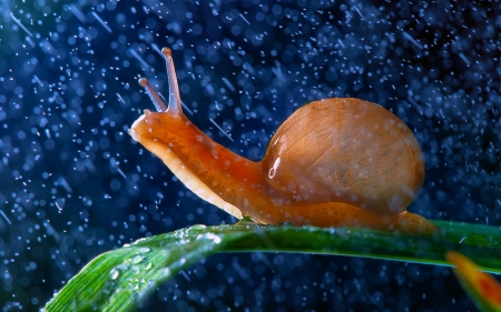 Snail - leaves, close up, snail, animals