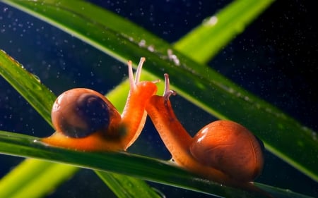 Snails - snails, closeup, animals, leaves