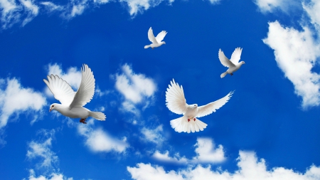 Doves in Flight - beauty, birds, nature, doves