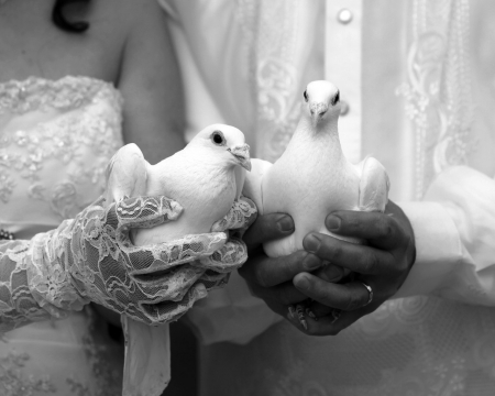 LOVE DOVES - birds, romantic, weddings, romance, black and white, love, doves, togetherness