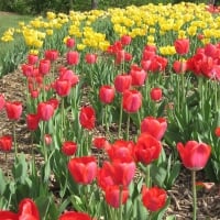 Colorful Tulips in Ottawa