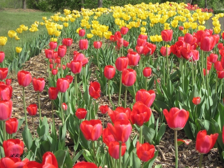 Colorful Tulips in Ottawa - Flowers, yellow, red, green, Tulips, Photography