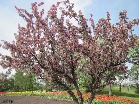 Happy Spring in pink color - Flowers, Tree, green, photography, pink