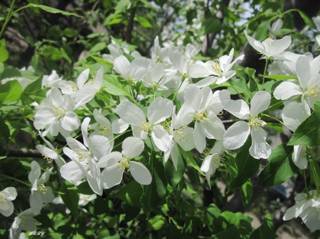 Spring is here in Ottawa - white, Flowers, green, photography, tree