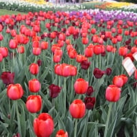 Fields of Tulips in Ottawa