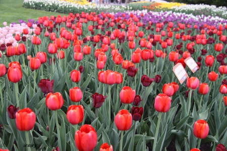 Fields of Tulips in Ottawa - white, Flowers, yellow, purple, red, green, photography, Tulips