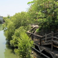 Riverside wooden plank road