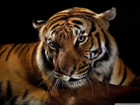 beautiful tiger - cats, big, tiger, animals