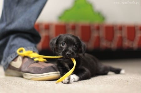 sweet pup - black, laces, puppy, shoe