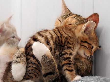 mama hugs - hugging, kitten, mama, cat