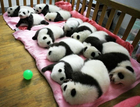 all in a row - sleeping, pandas, baby, adorable, arow, in