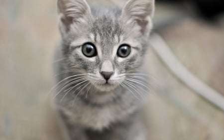 Cat - sleeping, beauty, cat face, hat, animals, sleepy, paws, face, pretty, cute, cat, kitty, lovely, kitten, cats, beautiful, sweet