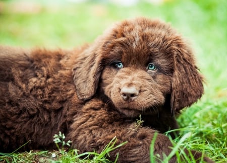 Dog - pretty, beautiful, dog face, puppies, lovely, playful dog, sweet, playful, dogs, cute, face, puppy, animals