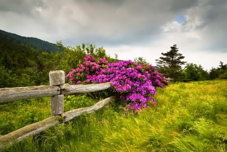 Floral fence - pretty, calm, quiet, hills, highland, summer, grass, meadow, mountain, flowers, nice, sky, greenery, beautiful, lovely, fence, bush, gap, nature, floral