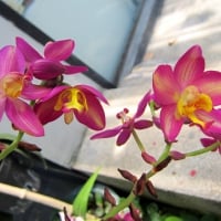 Lovely orchids