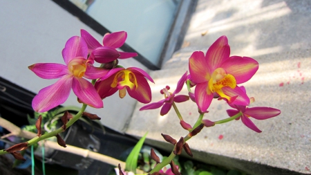 Lovely orchids - orchids, yellow, pretty, lovely, flower