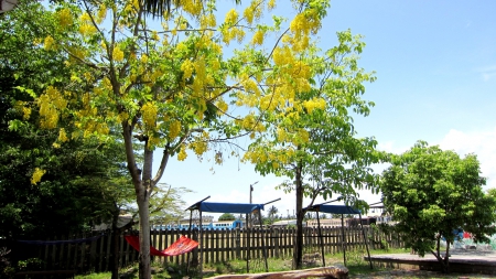 Little park - train, shade cloth, golden shower tree, little park