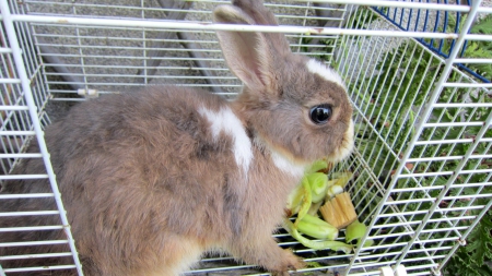 Cute rabbit - lovely, rabbit, eat vegetable, cute