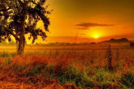 SUMMER MORNING - Sunrises, Grass, HDR, Germany, Nature, Hungen, Landscape, sunsets