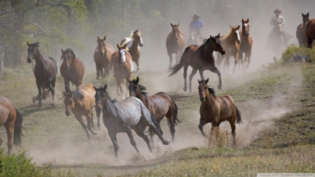 Montana Horse Round Up - Montana Horse Round Up, horse round up, horses, montana, cowboys