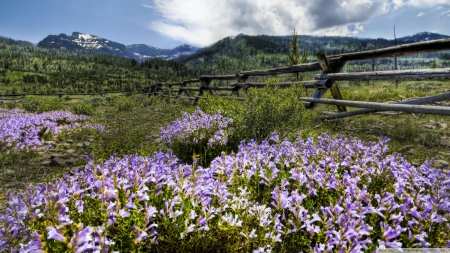 Montana Ranch - montana ranch, montana, flower fields, spring fields, ranch