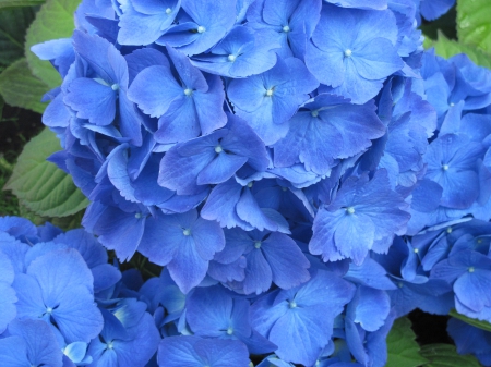 Hydrangea date with my Camera 08 - Flowers, blue, garden, green, photography, hydrangeas