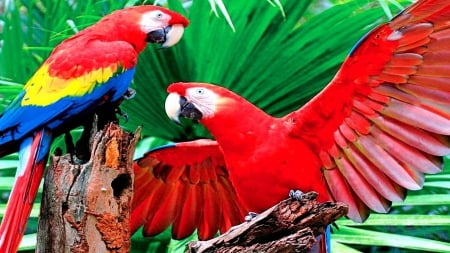 Scarlet Macaws - jungle, feathers, birds, red