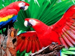 Scarlet Macaws