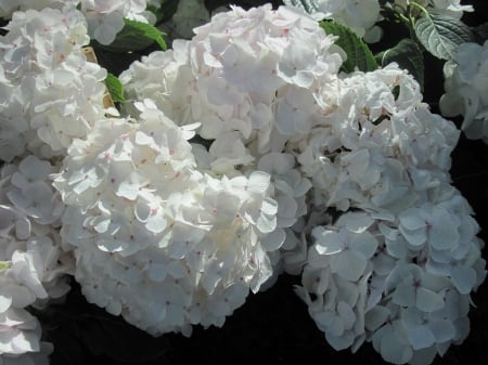 Hydrangea date with my Camera 10 - white, photography, green, flowers, hydrangeas, garden