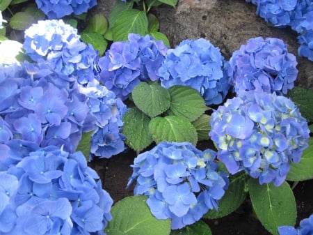 Hydrangea date with my Camera 11 - blue, photography, green, leaf, hydrangeas, flowers, garden