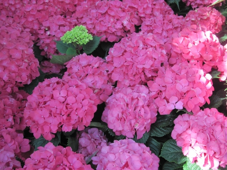 Hydrangea date with my Camera 12 - Flowers, garden, red, green, photography, leaf, hydrangeas