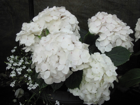 Hydrangea date with my Camera 14 - white, photography, hydrangeas, flowers, garden