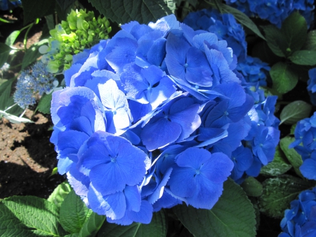 Hydrangea date with my Camera 15 - photography, blue, green, hydrangeas, flowers, garden