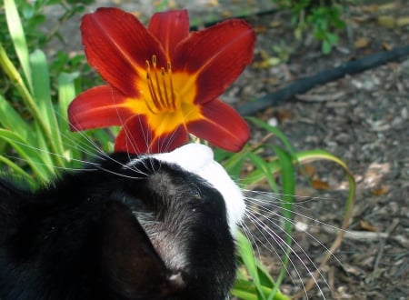 Kitteh smells the roses - flowers, cats, nature, kitty