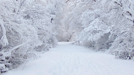 Winter Wonderland - snow, beauty, winter, nature