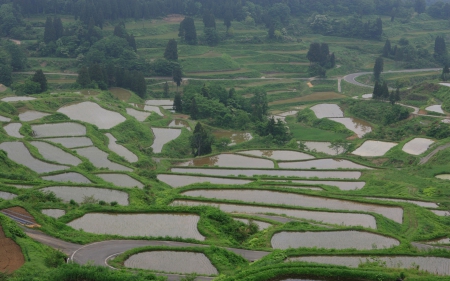 Rice Fields - rice, japan, scenery, field, nature, asia