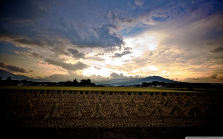 Rice Harvest - sky, rice, japan, scenery, fields, nature