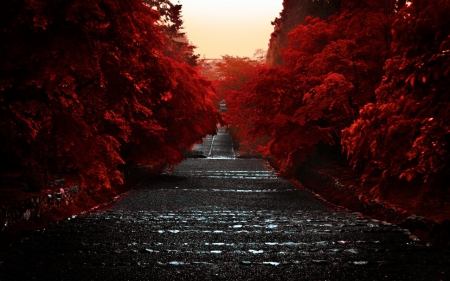 Red-Lined Road - red, japan, road, tree, nature, autumn