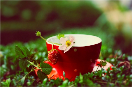 fresa - flowers, strawberry, nature, cup