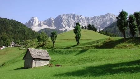 austria - mountains, field, fun, trees, nature