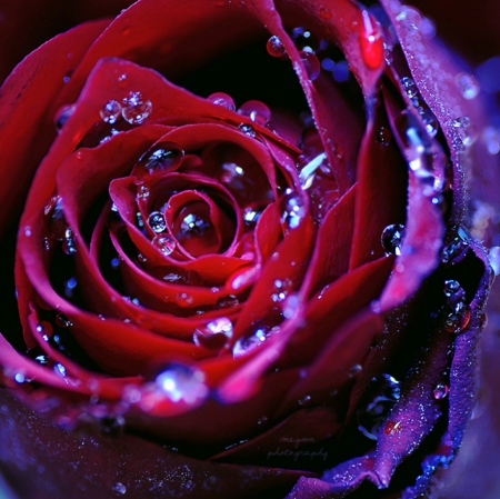 Red Rose - red, flower, nature, rose