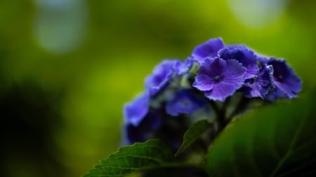 Blue - nature, flowers, flower, spring